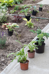 Summer potted flowers before planting in garden .