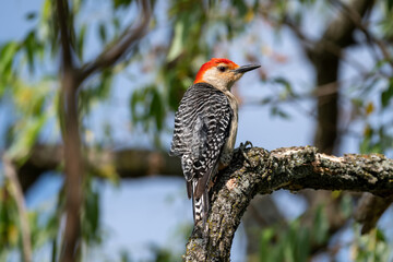 Red-bellied woodpecker perched on a curving branch of a tree