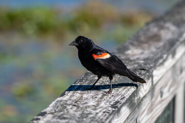 A male red-winged blackbird standing on a wooden railing diagonally crosing the frame wiht a blurred green and blue background