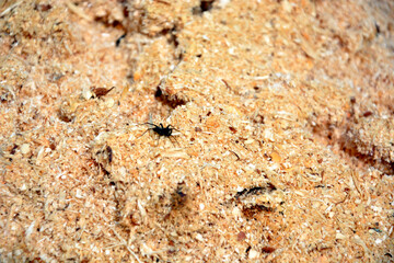 The texture of sawdust. A spider crawls on wood shavings. Natural horizontal background.