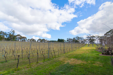 Fototapeta na wymiar Bendooley Estate, Berrima, New South Wales, Winery Vineyard