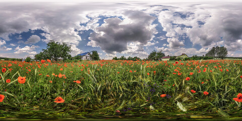 full seamless spherical hdri panorama 360 degrees angle view on among fields with red poppy flowers...