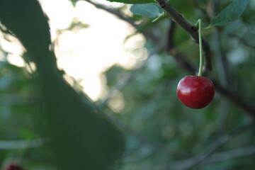 close up of ripe cherry berries hanging on a branch
