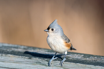 Turfted titmouse perched upon a wooden railing