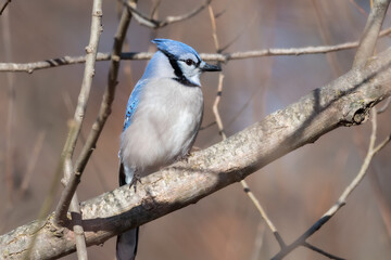 Blue Jay perched on a branch surronded by the twigs of a tree