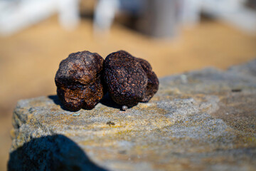 Wild Food Adventures, Truffle Hunt, Southern Highlands 22