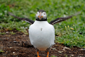 Atlantic puffins on the Farnes Islands UK