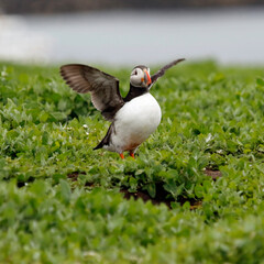 Atlantic puffins on the Farnes Islands UK
