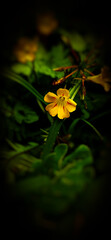 yellow flower