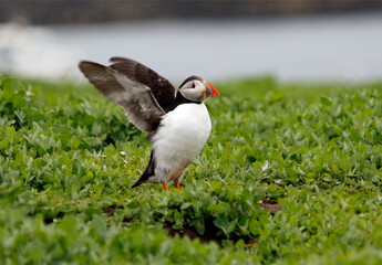 Atlantic puffins on the Farnes Islands UK
