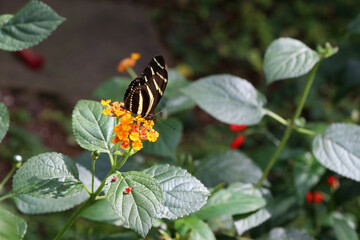 Beautiful butterfly sitting on flower in garden