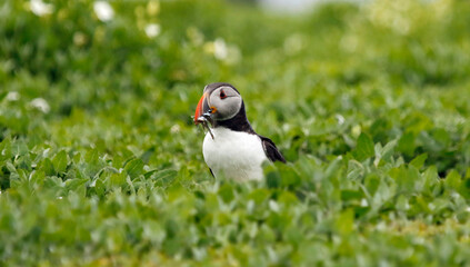 Atlantic puffins on the Farnes Islands UK