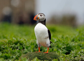 Naklejka premium Atlantic puffins on the Farnes Islands UK