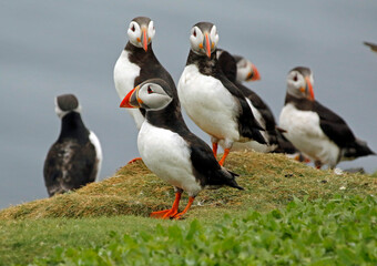 Atlantic puffins on the Farnes Islands UK