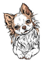 Сute chihuahua sketch. Drawn little dog