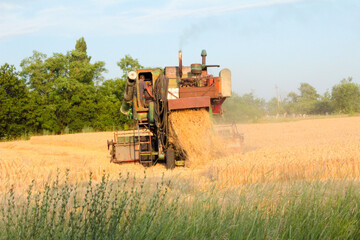 Obraz premium combine harvester on wheat field