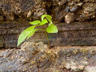 Weeds grow through cracks on the cement floor.