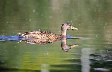 Mallard female in lake, beautiful reflections in water