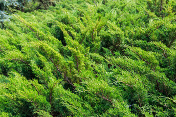 Natural background of the green juniper bushes