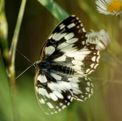 butterfly on a flower