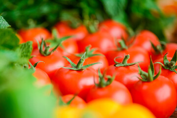 Very fresh tomatoes presented with fresh organic greenery. Vegetables, dill, parsley. Healthy eating.