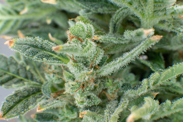 Macro trichomes of cannabis. Fresh green weed In details. Sativa CBD THC in Pot.