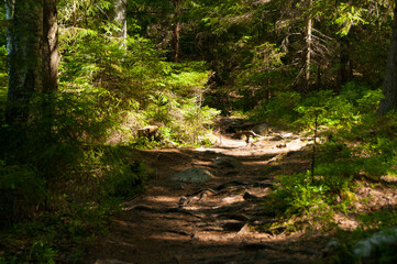 Path in the forest. Nature. Sunny forest. Natural background. Thicket. Walkway