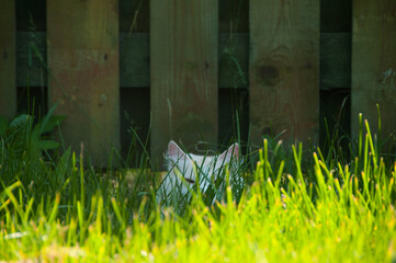 Head of cat laying in grass