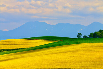 七月の美瑛町/麦畑の丘