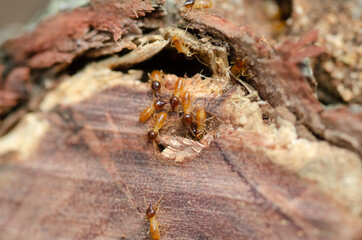 Termites in a garden - found in a timber log found in the garden