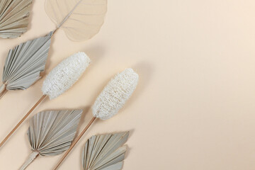 Dried exotic plants like palm leaf, luffa and skeleton leaf on side of light beige background with blank copy space