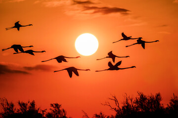 Flying Pink flamingos in the natural environment,  close up, detail, sunset, wildlife, group, silhouette, Phoenicopterus roseus
