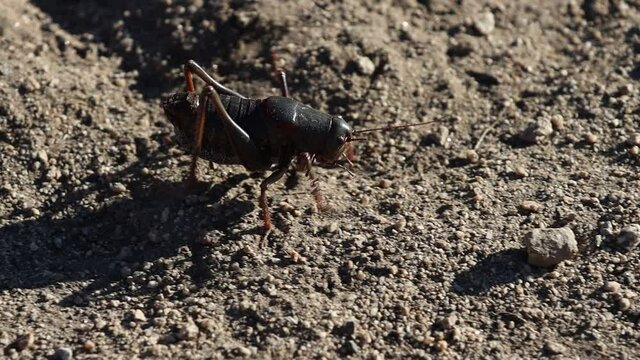 Mormon Cricket in the Nevada Desert Migrating