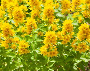 Background of yellow flowers loosestrife in the garden