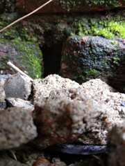 moss covered rocks