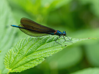Natural green background with dragonfly banded agrion (Calopteryx splendens)