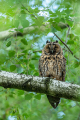 Long eared owl, wildlife, natural environment, close up, detail, Asio otus, Europe