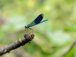 Natural green background with dragonfly banded agrion (Calopteryx splendens)