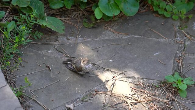 Young poorly flying Wagtail chick looks warily into the frame