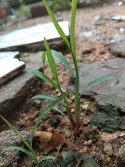 green grass 