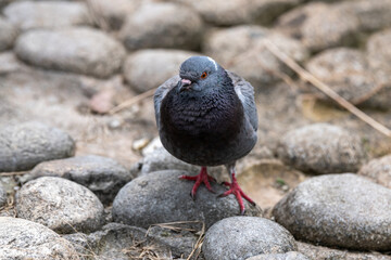 Grey pigeon. Beautiful pigeon close up. City birds.
