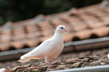 White pigeon. Beautiful pigeon close up. City birds.