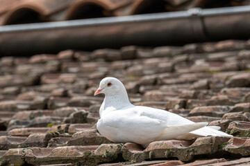 White pigeon. Beautiful pigeon close up. City birds.