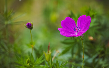 Blooming beautiful flower of Bloody geranium