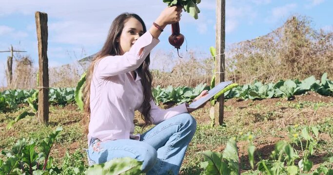 Agronomist analyzing a beet in a vegetable garden. She fills in the data on a tablet. 4K.