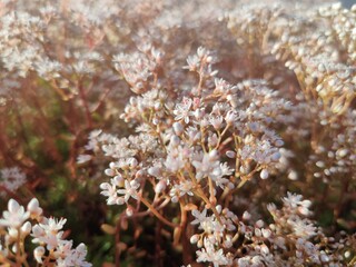 Blühende Dachbegrünung