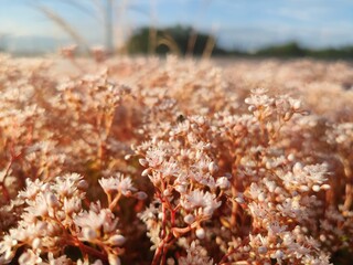 Blühende Dachbegrünung