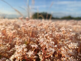 Blühende Dachbegrünung