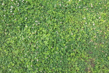 クローバーやヨモギなどが密生した地面