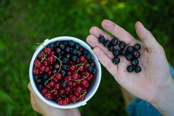 czarna porzeczka © Magdalena